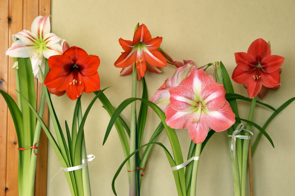 Amaryllis schneiden Mit dieser Anleitung gelingt es Ihnen
