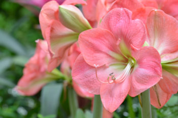 Amaryllis - Wie oft sollte man die schöne Pflanze gießen?