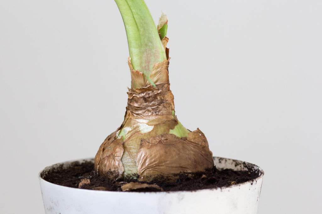 56+ Amaryllis Knollen Kaufen, Einfach reinschauen und amaryllis