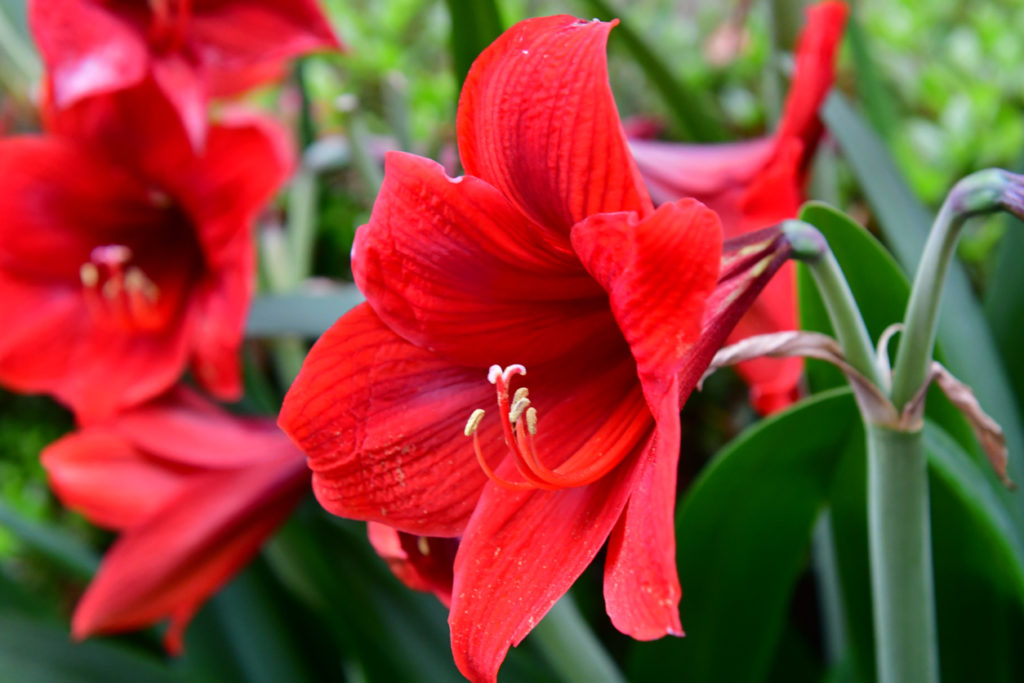 Amaryllis treibt nur Blätter aus Woran kann das liegen?
