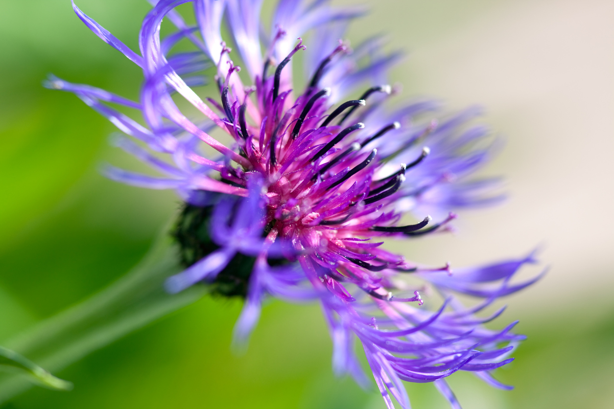 Berg Flockenblume In diesem Steckbrief lernen Sie die Pflanze kennen