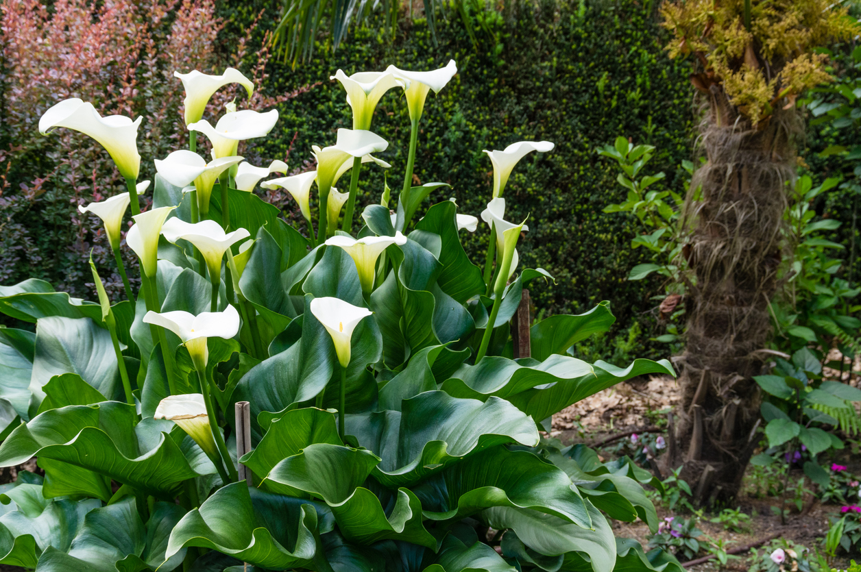 What To Do With A Calla Lily Plant