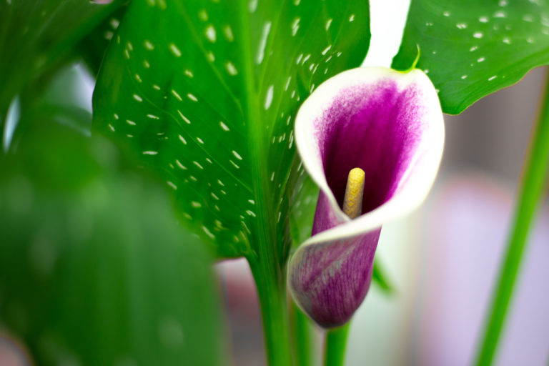 Calla im Topf Das müssen Sie bei der Pflege beachten