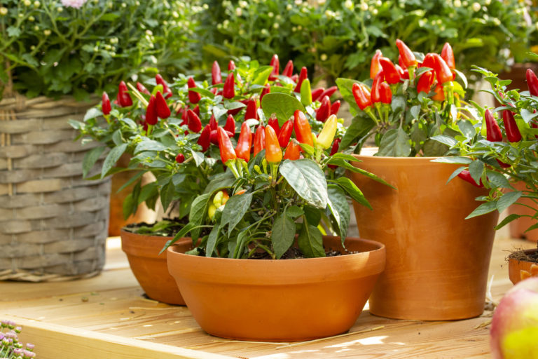 Chili überwintern So kommt er bestens ins nächste Jahr