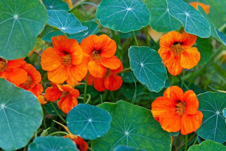 Kapuzinerkresse So gelingt Ihnen die Anzucht im eigenen Garten
