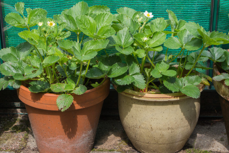 Erdbeeren im Hochbeet So kultivieren Sie die Pflanze richtig