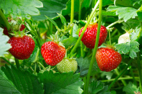 erdbeeren-mehrjaehrig