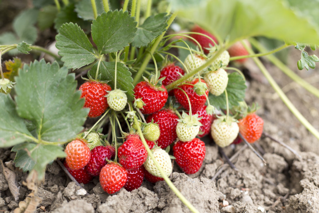 Erdbeeren - Welcher Pflanzabstand Ist Einzuhalten?