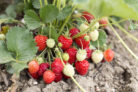 erdbeeren-pflanzen-die-wichtigsten-tipps