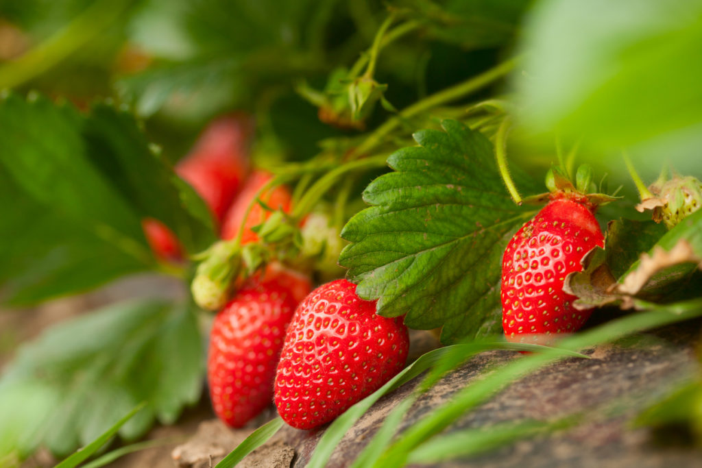 Immertragende Erdbeeren anbauen Sorten, Pflegetipps und mehr