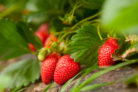 erdbeeren-pflege