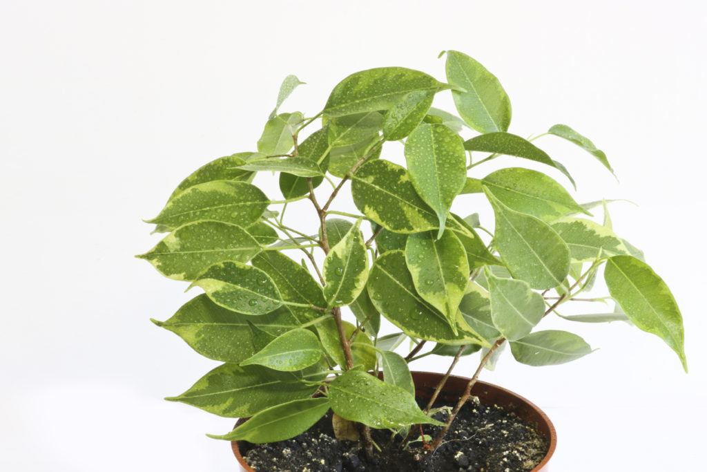 Ficus Benjamini bekommt gelbe Blätter Diese Ursachen kommen infrage