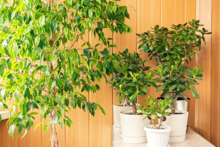 Standort Ficus Benjamini