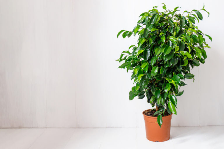 Ficus Benjamini bekommt gelbe Blätter Diese Ursachen kommen infrage