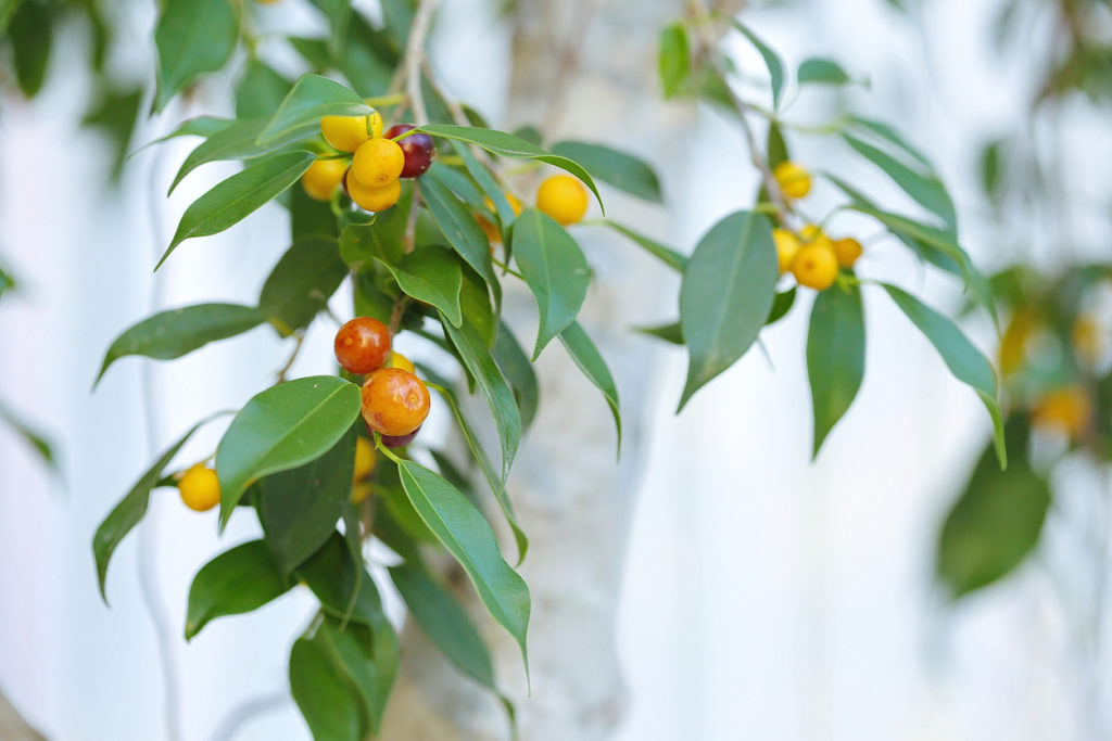 Ficus Benjamini bekommt gelbe Blätter Diese Ursachen kommen infrage