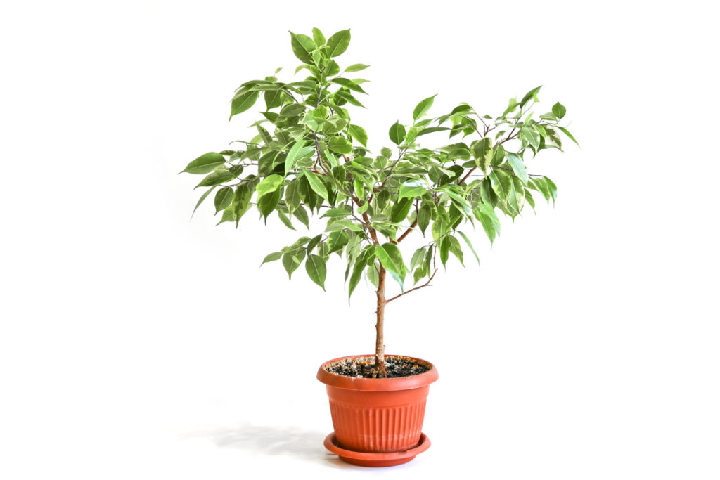 Ficus Benjamini bekommt gelbe Blätter Diese Ursachen kommen infrage