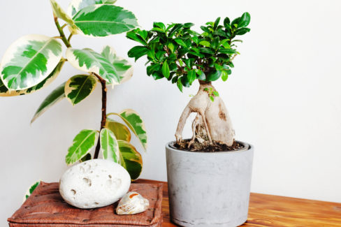gummibaum-bonsai
