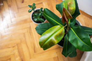 Weiße Flecken am Oleander Was bedeutet das?
