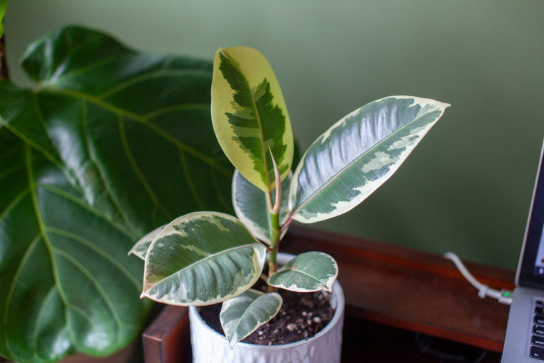Gummibaum im Freien Darf der Ficus elastica auch nach draußen?