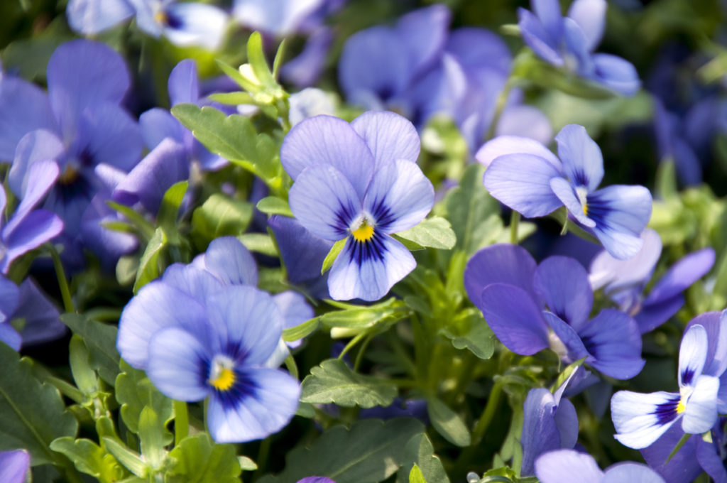 Hornveilchen In diesem Steckbrief lernen Sie die Pflanze kennen