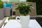 kaffeepflanze-duengen