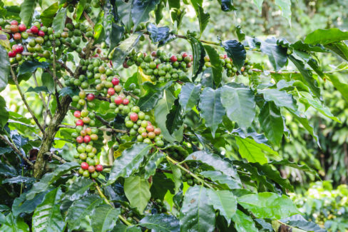 kaffeepflanze-schneiden