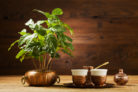 kaffeepflanze-ueberwintern