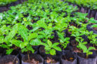 kaffeepflanze-vermehren