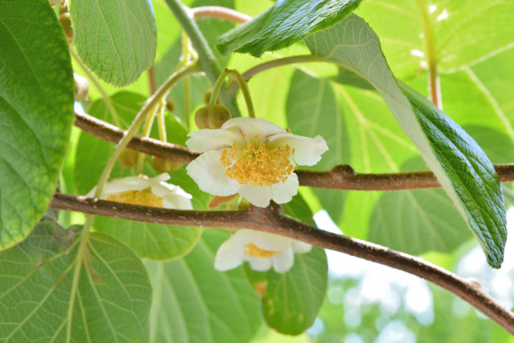 KiwiBlüte Wann und wie blüht die Südfrucht?