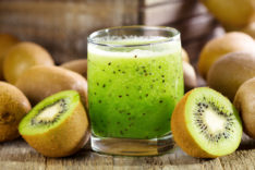 45+ Wann Blüht Die Kiwi, Die pflanze trägt weiße blüten.