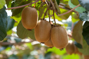 KiwiBlüte Wann und wie blüht die Südfrucht?