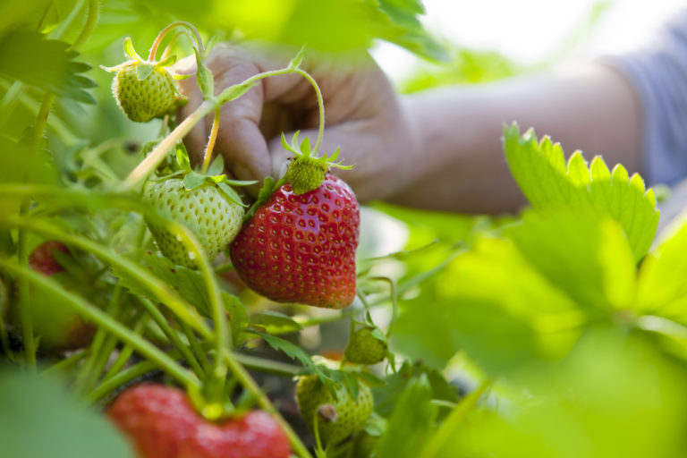 Erde für Heidelbeeren In diesem Substrat fühlen sie sich wohl