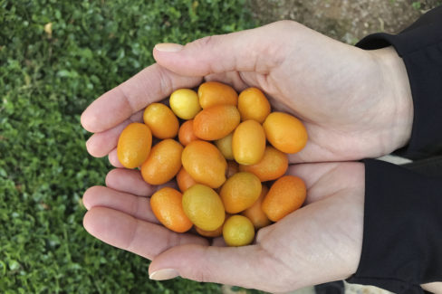 kumquat-essbar