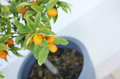 kumquat-pflanzen