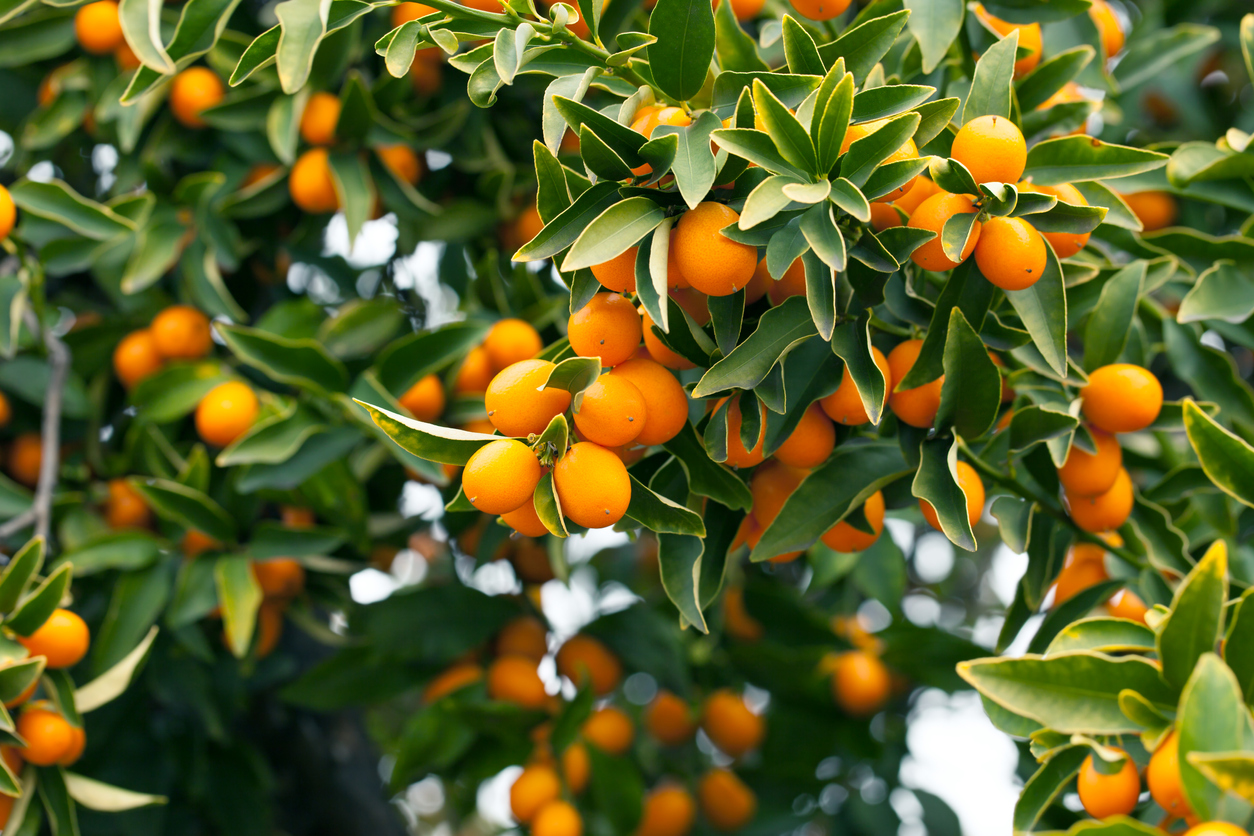 Kumquat - So schneiden Sie die Zitrusfrucht richtig