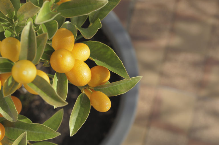 Kumquat verliert Blätter Diese Ursachen kommen infrage