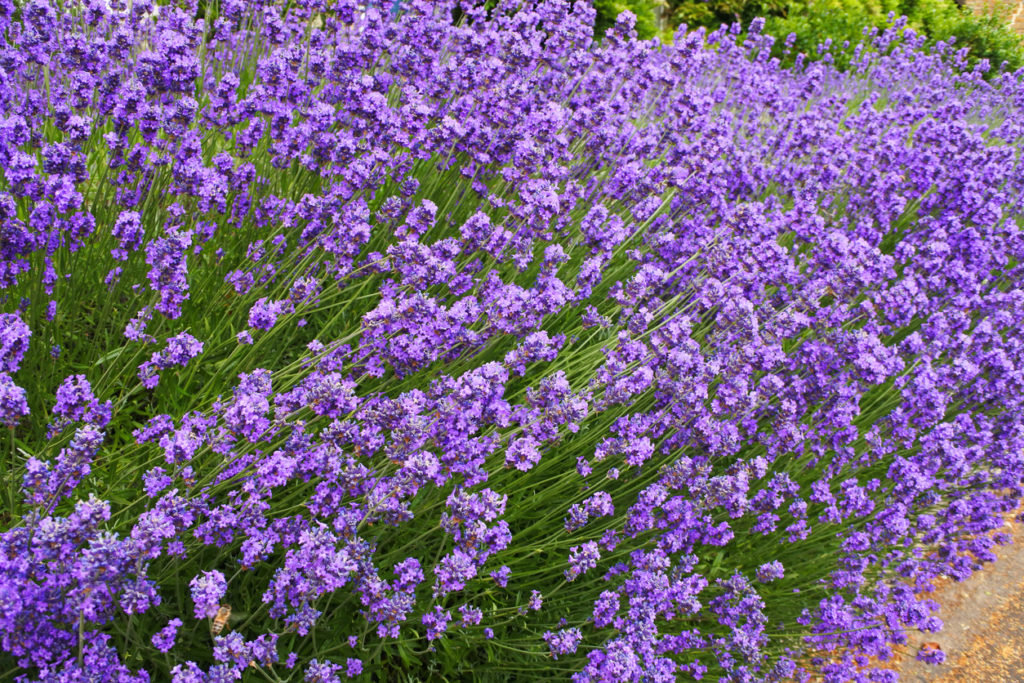 Lavendel als Zimmerpflanze Geht das?