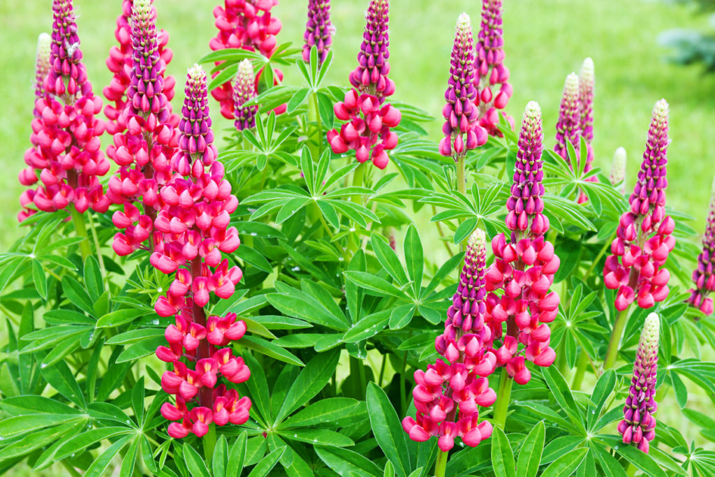 Lupinen vermehren So ziehen Sie neue Pflanzen