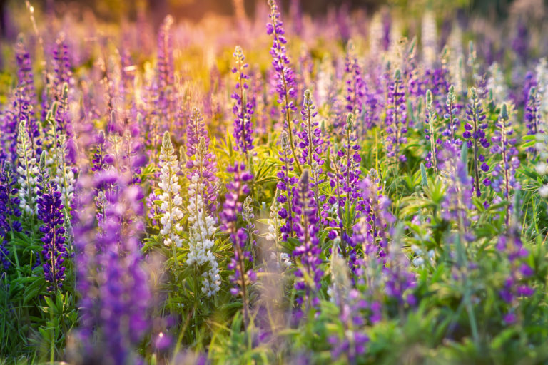 33+ Riesen Lupinen Winterhart, Lupinen sind widerstandsfähige