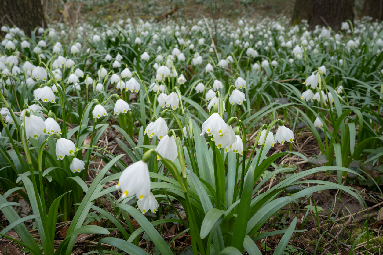 25 Märzenbecher Blumenzwiebeln Leucojum Aestivum - Winterharte Frühblüher Für Garten & Balkon