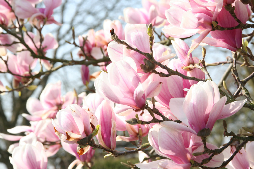 Magnolienbusch Diese Sorten eignen sich als Strauch