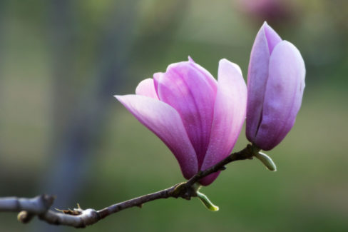 magnolie-im-kuebel