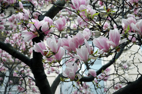 magnolie-standort