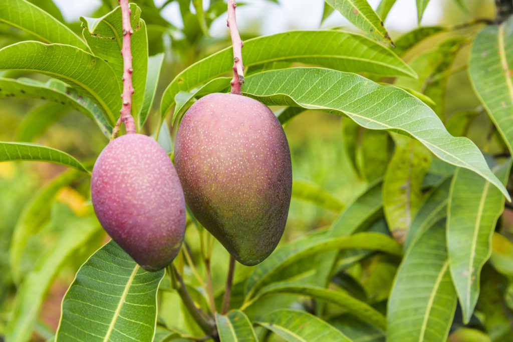 Mango - Welche Herkunft hat die leckere Frucht eigentlich?