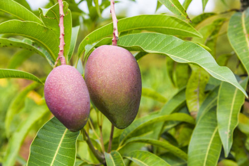 mango-vermehren