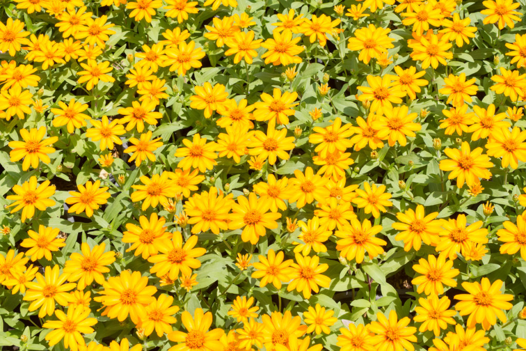 Mexikanische Sonnenblumen überwintern So funktioniert es