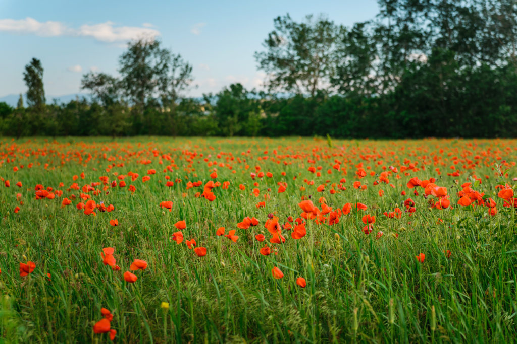 Mohn - Wann beginnt und endet die Blütezeit von dieser schönen Blume?