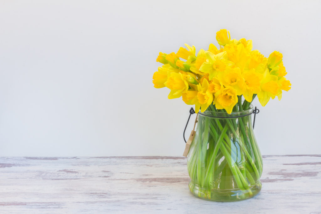 Narzissen in der Vase - Mit diesen Tipps bleiben die Blumen lange frisch