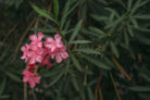 oleander-blaetter-rollen-sich-ein