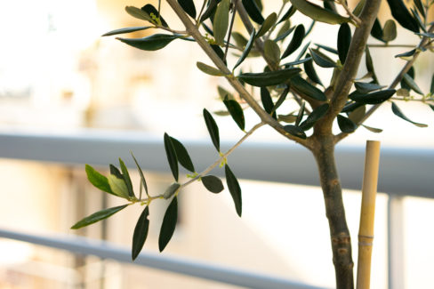 olivenbaum-balkon